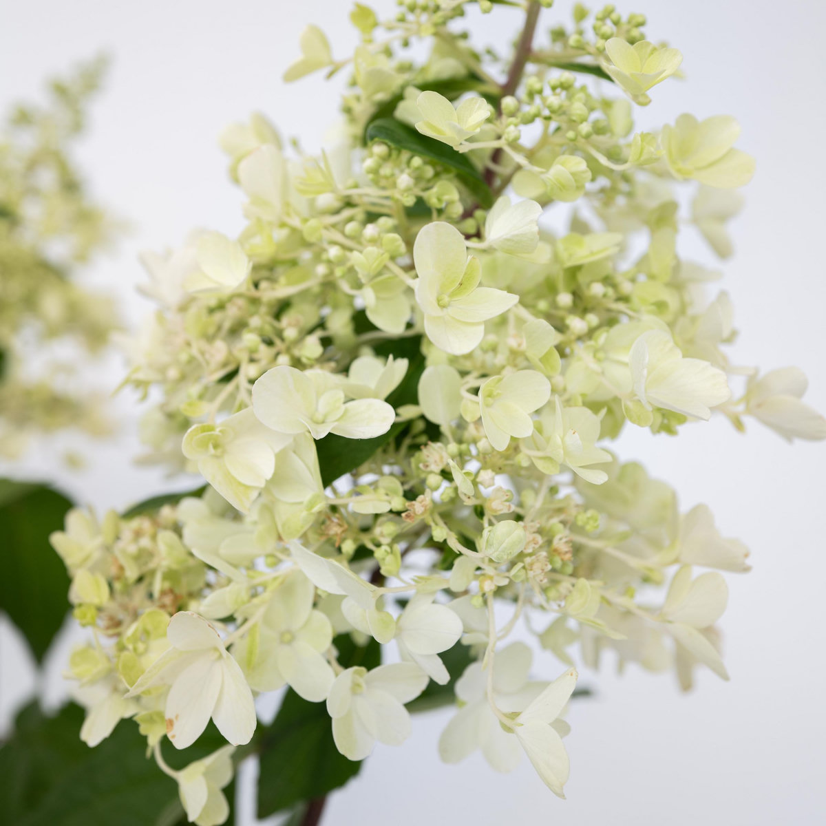 PLANT IN A BOX Hortensia - Set de 2 - Hydrangea paniculata 'Candlelight' - H25-40cm - ⌀19cm