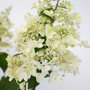 Voir la diapositive 3 : PLANT IN A BOX Hortensia - Set de 2 - Hydrangea paniculata 'Candlelight' - H25-40cm - ⌀19cm