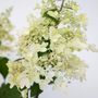 Voir la diapositive 3 : PLANT IN A BOX Hortensia - Set de 2 - Hydrangea paniculata 'Candlelight' - H25-40cm - ⌀19cm