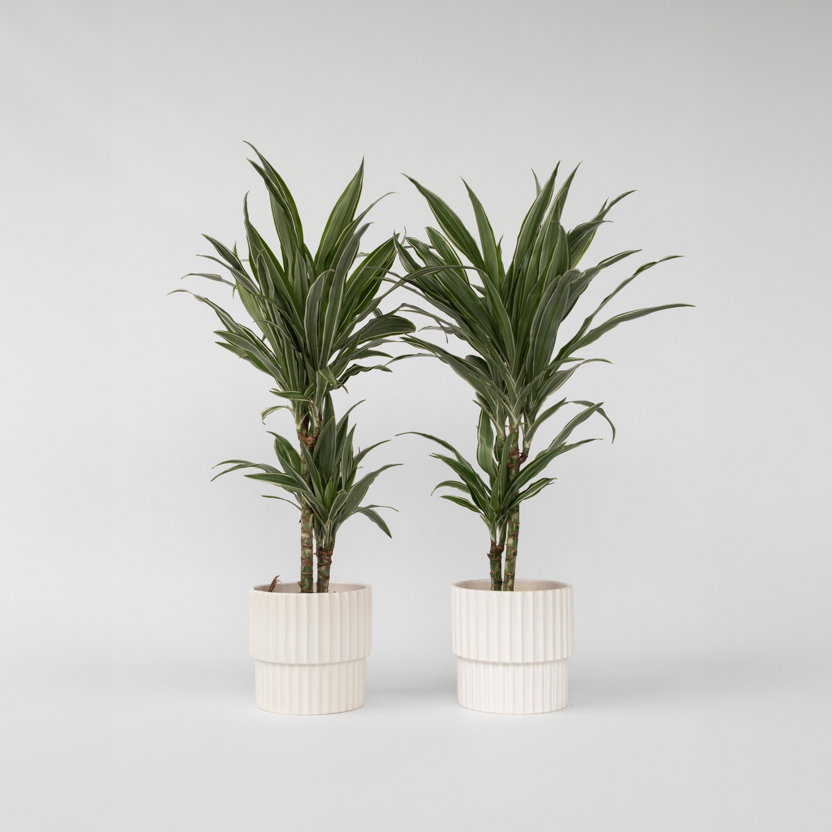 PLANT IN A BOX Dragonnier - Set de 2 - Dracaena Deremensis 'Warneckei' - H60-70cm - ⌀17cm
