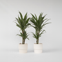 Voir la diapositive 6 : PLANT IN A BOX Dragonnier - Set de 2 - Dracaena Deremensis 'Warneckei' - H60-70cm - ⌀17cm