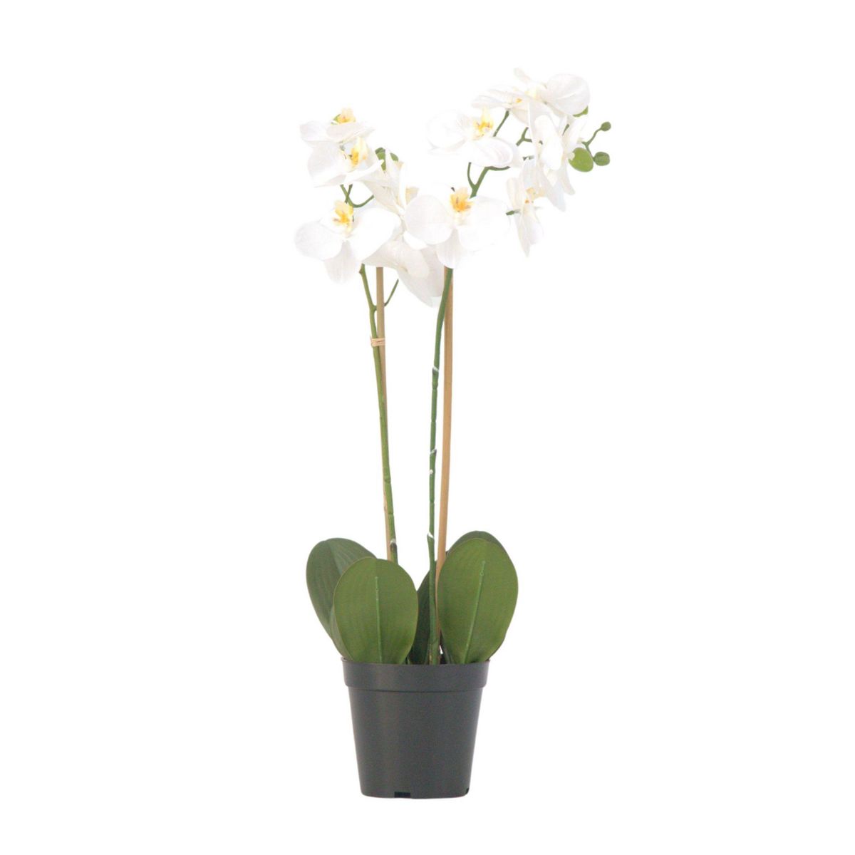 PLANT IN A BOX Orchidée Phalaenopsis artificielle - Hauteur 55cm
