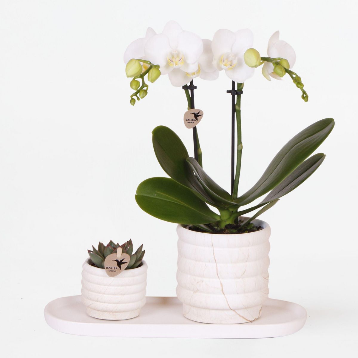 PLANT IN A BOX Coffret cadeau orchidée 'Marble S' - Phalaenopsis - Hauteur 30cm