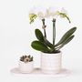 Voir la diapositive 5 : PLANT IN A BOX Coffret cadeau orchidée 'Marble S' - Phalaenopsis - Hauteur 30cm