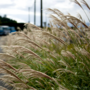 Voir la diapositive 4 : PLANT IN A BOX Roseau de Chine - Miscanthus sinensis 'Kleine Silberspinne - H20-30cm - ⌀23cm