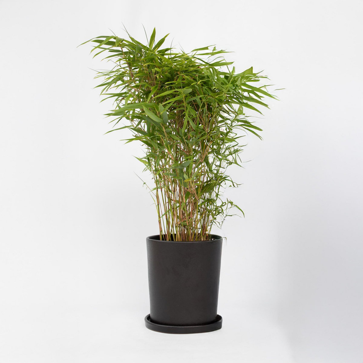 PLANT IN A BOX Bambou non-traçant - Fargesia nitida 'Gansu' - Hauteur 50-70cm - ⌀17cm