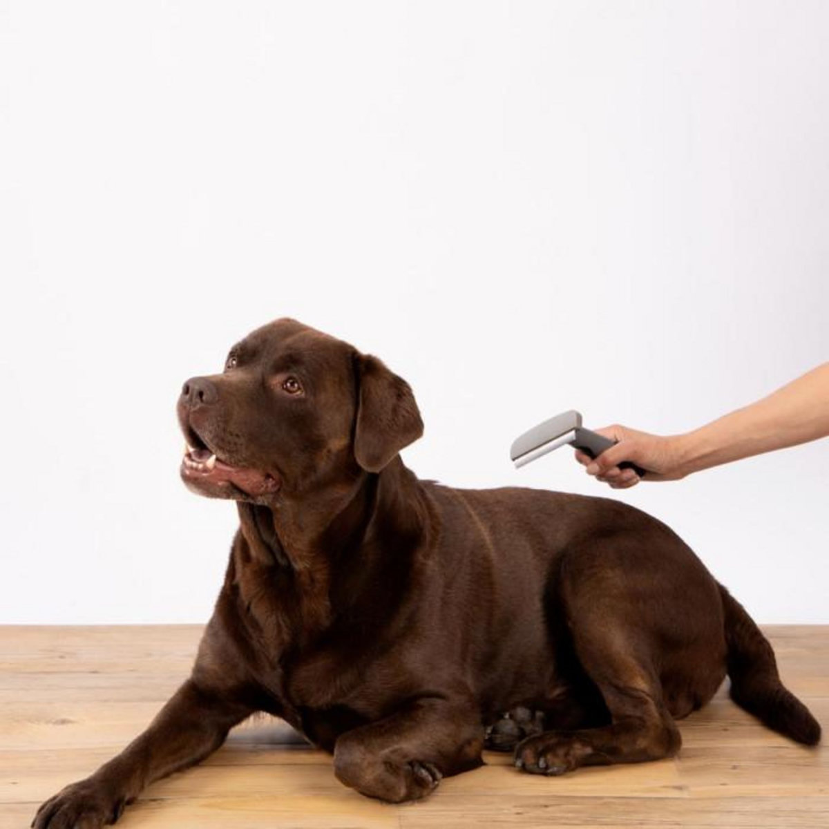 Paris Prix Brosse pour Chien & Chat  Sous Poils  16cm Gris