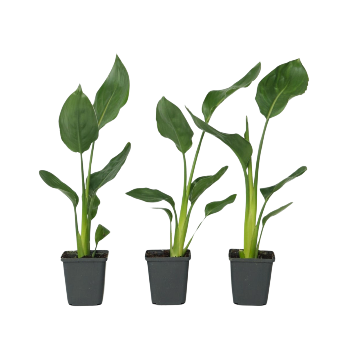 PLANT IN A BOX Oiseau de paradis - Set de 3 - Strelitzia reginea - Hauteur 25-40cm - ⌀9cm
