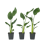 Voir la diapositive 1 : PLANT IN A BOX Oiseau de paradis - Set de 3 - Strelitzia reginea - Hauteur 25-40cm - ⌀9cm