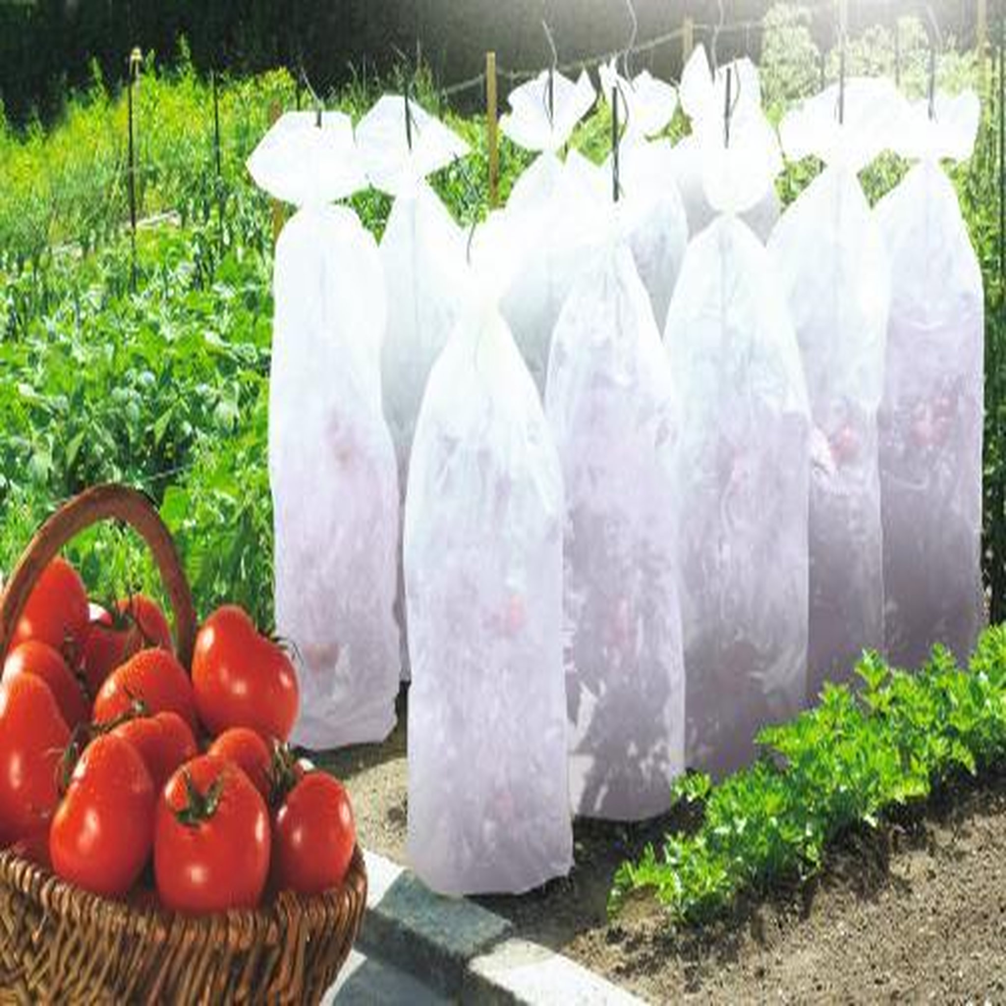 Nortene Gaine de croissance TOMATEX 0,6x10m
