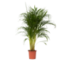 Voir la diapositive 1 : PLANT IN A BOX Palmier areca - Dypsis lutescens - Hauteur 100-120cm - ⌀21cm
