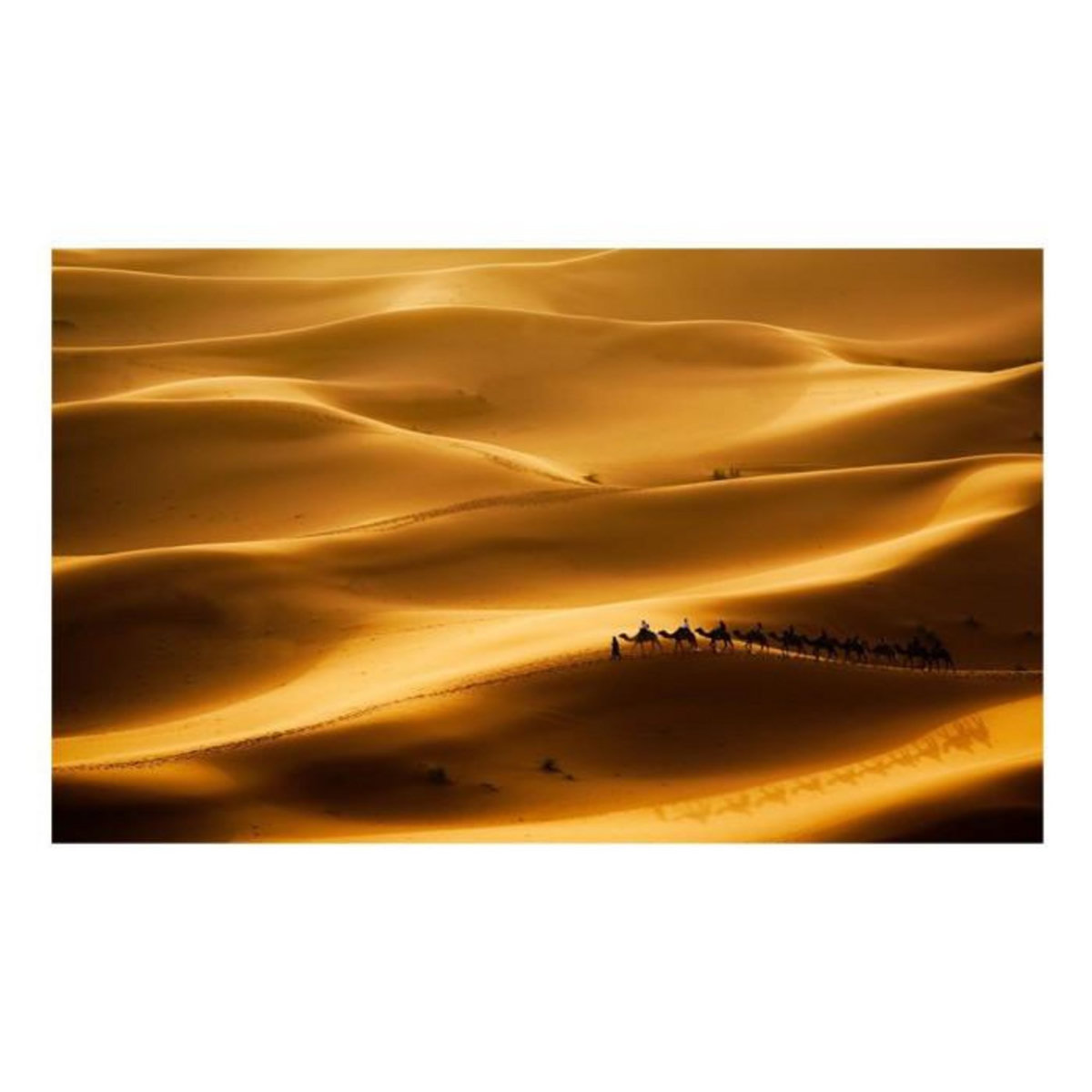 Paris Prix Papier Peint  Caravane de Chameaux II  270x450cm