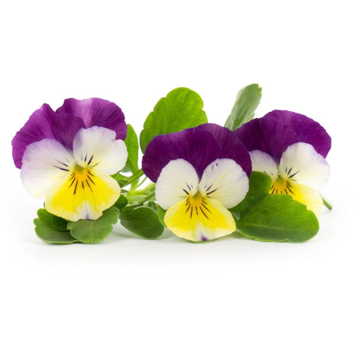 VERITABLE Recharge jardin d'intérieur Pensées