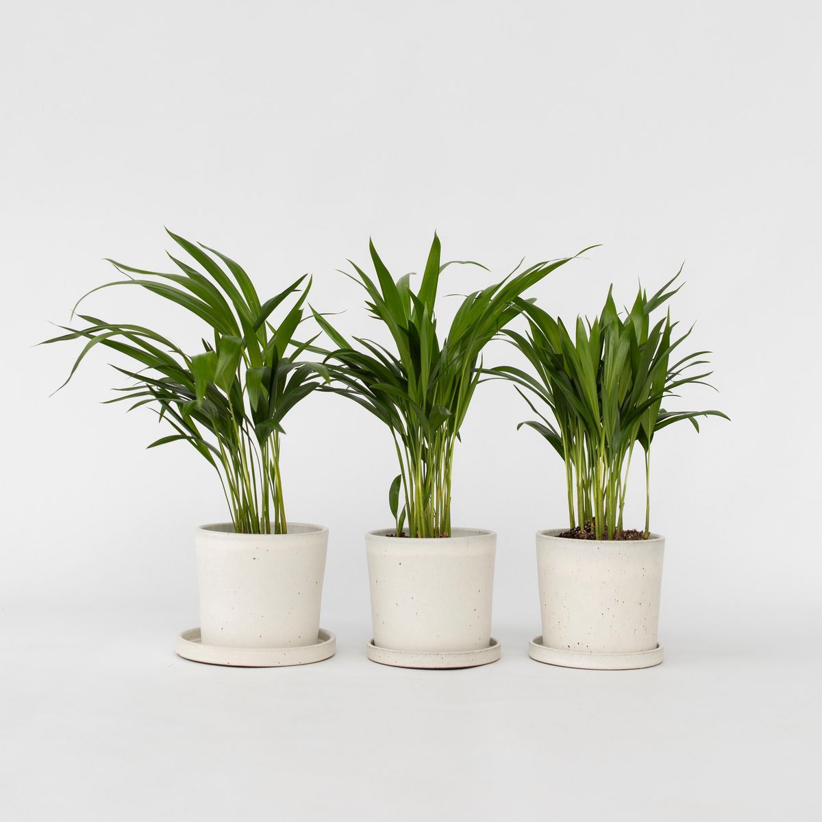 PLANT IN A BOX Palmier areca - Set de 3 - Dypsis lutescens - Hauteur 30-45cm - ⌀12cm
