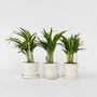 Voir la diapositive 6 : PLANT IN A BOX Palmier areca - Set de 3 - Dypsis lutescens - Hauteur 30-45cm - ⌀12cm
