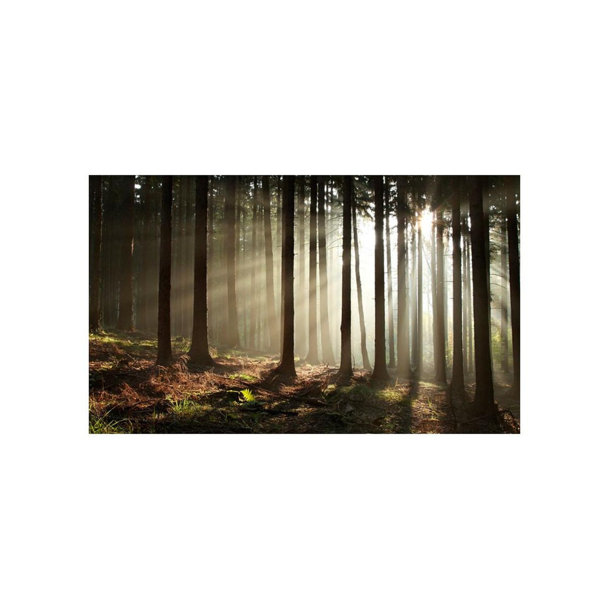Voir la diapositive 2 : Paris Prix Papier peint  forêt dans le brouillard du matin ii  450x270cm