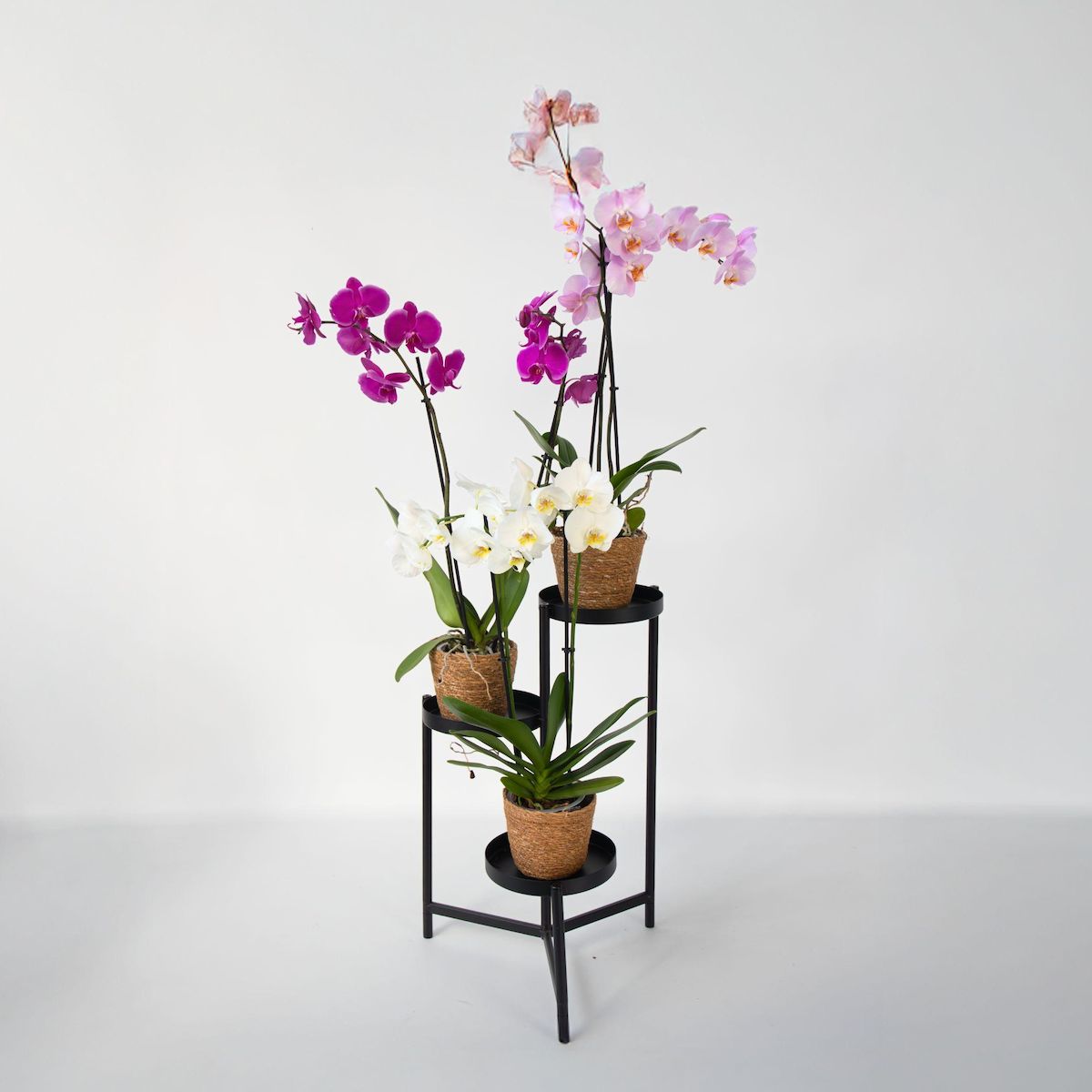 PLANT IN A BOX Orchidée papillon - x3 - Phalaenopsis panier déco - Hauteur 50-60cm - ⌀12cm