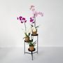 Voir la diapositive 4 : PLANT IN A BOX Orchidée papillon - x3 - Phalaenopsis panier déco - Hauteur 50-60cm - ⌀12cm