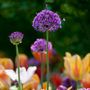 Voir la diapositive 5 : PLANT IN A BOX Ail - Set de 30 - Allium 'Purple Sensation' - Bulbes à fleurs - Violet