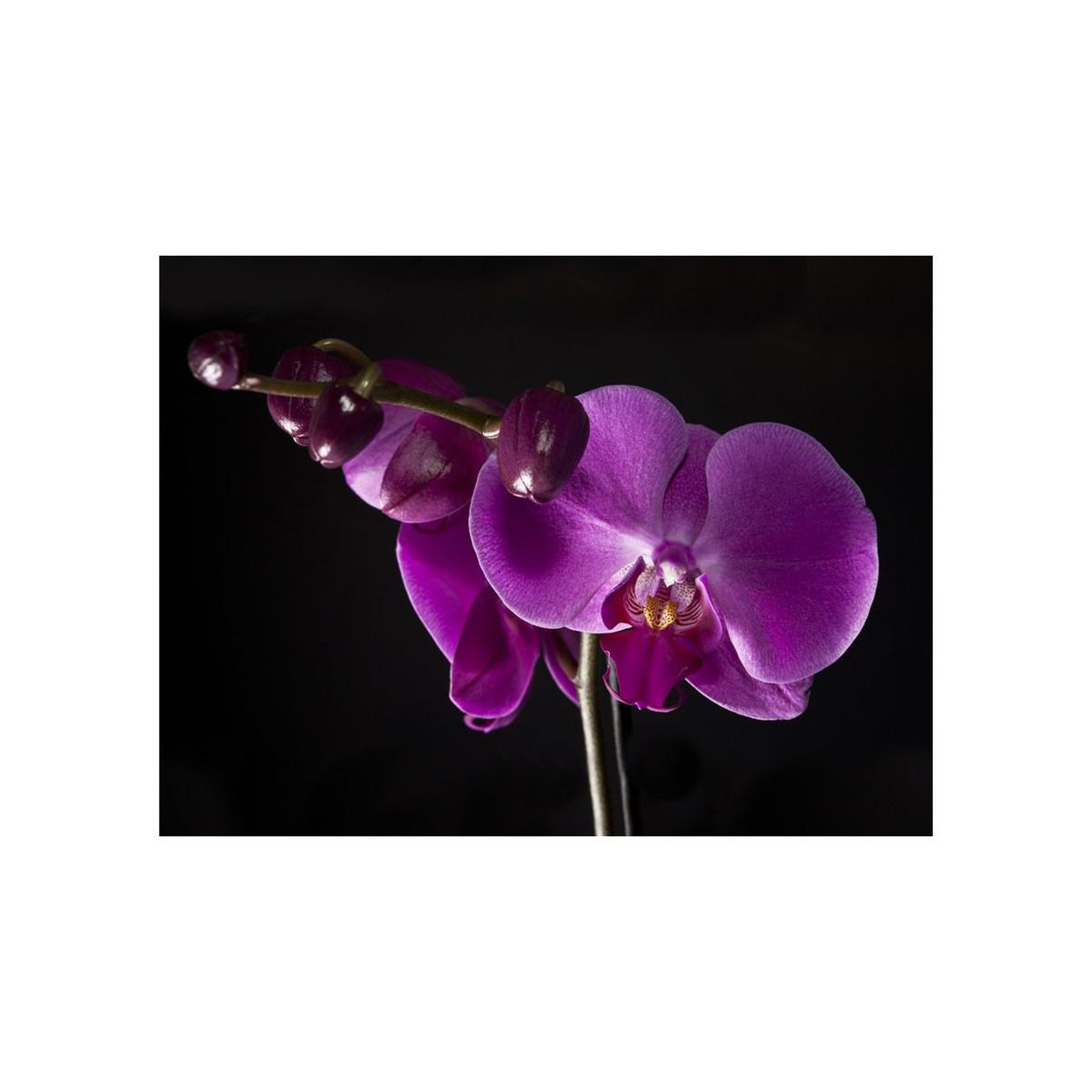 Voir la diapositive 2 : Paris Prix Papier peint  elégante orchidée