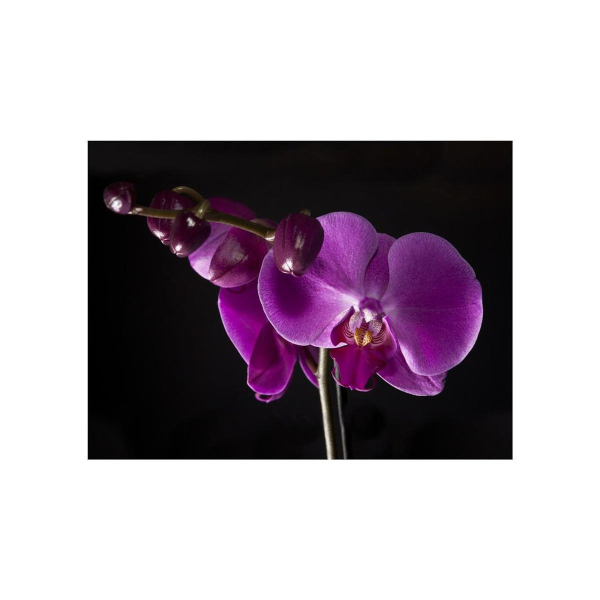 Paris Prix Papier Peint  Elégante Orchidée