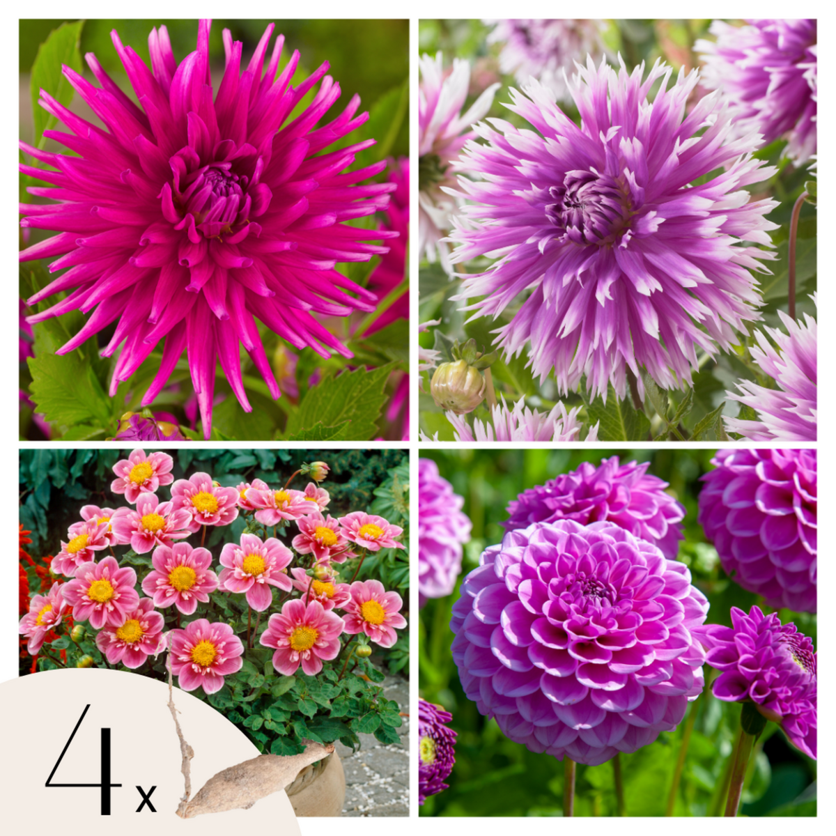 PLANT IN A BOX Dahlias - Set de 4 - Dahlia 'Purple Love' - Bulbes à fleurs - Violet