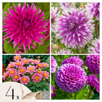 PLANT IN A BOX Dahlias - Set de 4 - Dahlia 'Purple Love' - Bulbes à fleurs - Violet