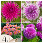 Voir la diapositive 1 : PLANT IN A BOX Dahlias - Set de 4 - Dahlia 'Purple Love' - Bulbes à fleurs - Violet