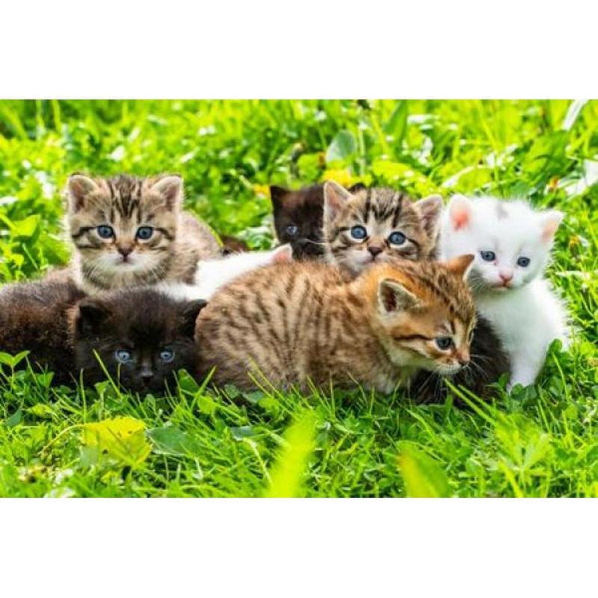 ALIZE Puzzle adulte 1000 pièces – Chatons mignons – Groupe de chatons – Puzzle déco animaux – Alizé