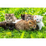 Voir la diapositive 2 : ALIZE Puzzle adulte 1000 pièces – Chatons mignons – Groupe de chatons – Puzzle déco animaux – Alizé