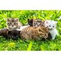 Voir la diapositive 2 : ALIZE PUZ 1000P GROUPE DE CHATONS ALIZE ALI50078