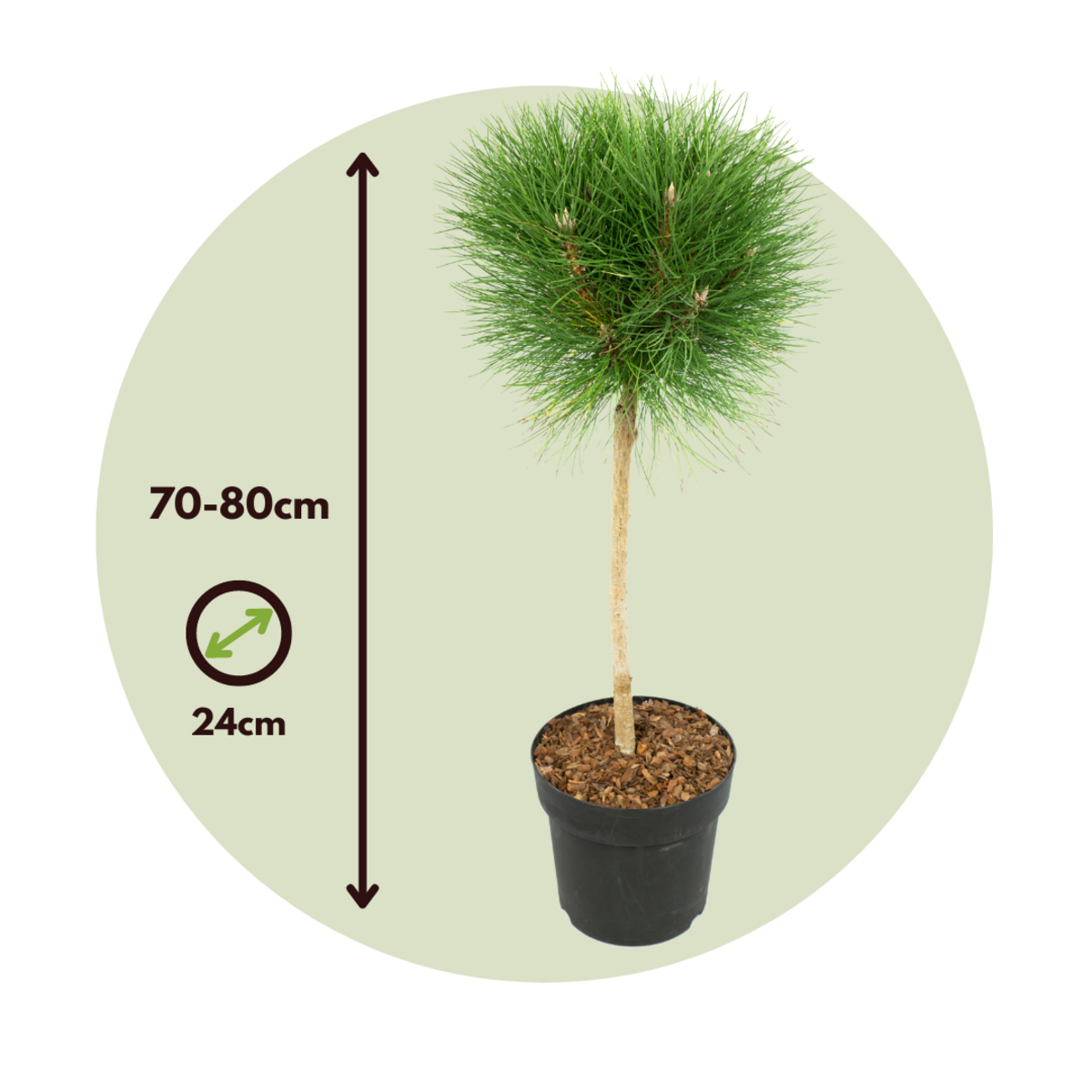 PLANT IN A BOX Pin d'été - Pinus 'Summer Breeze' - Hauteur 70-80cm - ⌀24cm