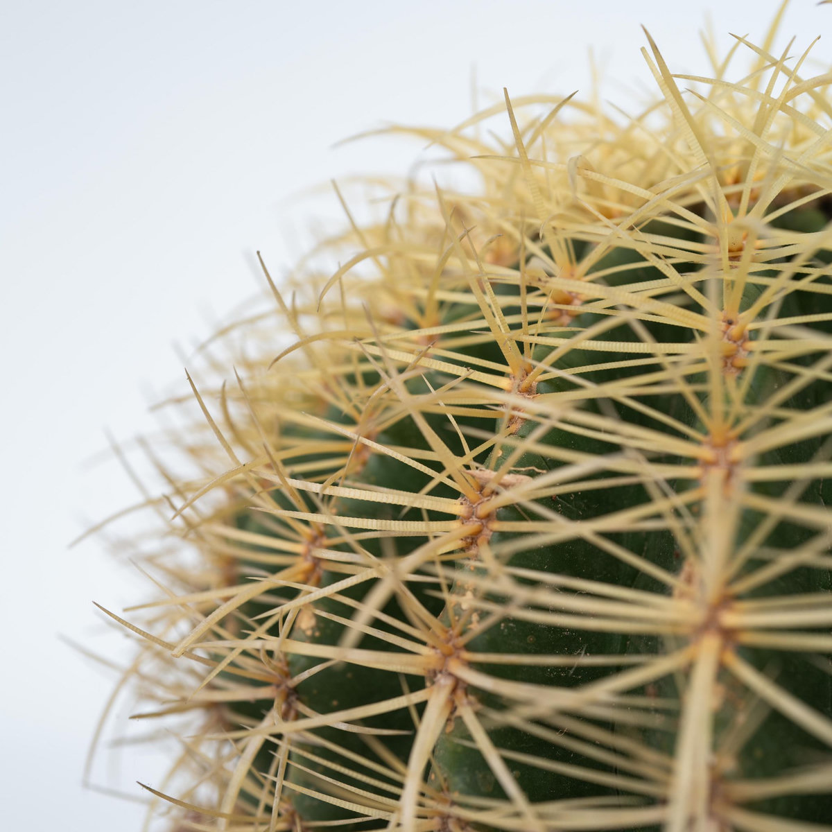 PLANT IN A BOX Cactus de Noël - Echinocactus grusonii - Hauteur 25-35cm - ⌀25cm