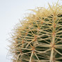 Voir la diapositive 3 : PLANT IN A BOX Cactus de Noël - Echinocactus grusonii - Hauteur 25-35cm - ⌀25cm