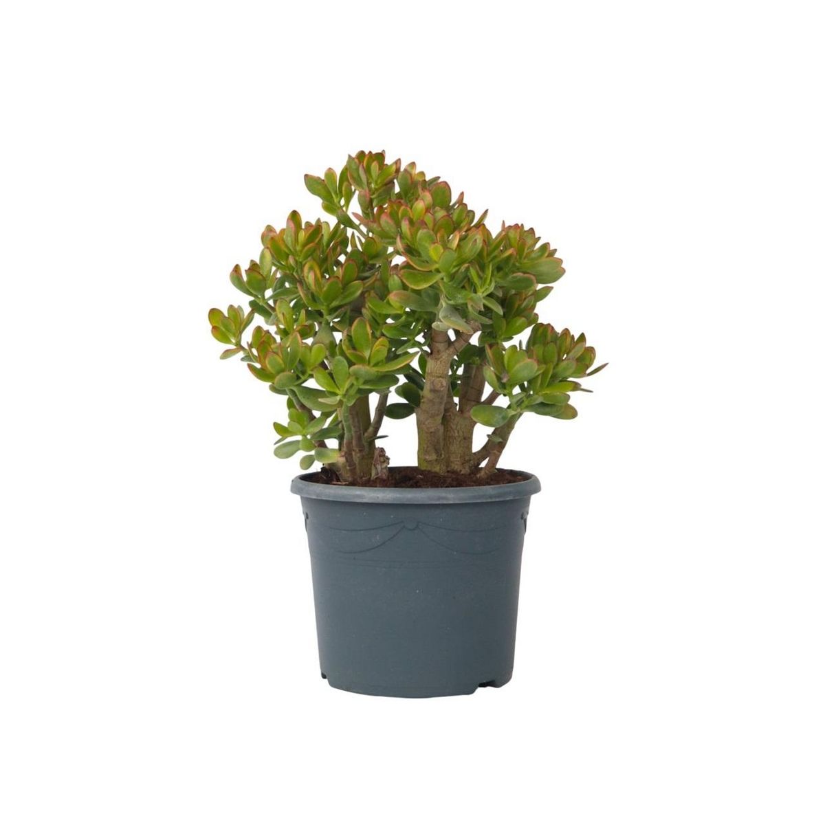 PLANT IN A BOX Arbre de jade - Crassula ovata 'Sunset' - Hauteur 55-60cm - ⌀30cm