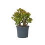 Voir la diapositive 1 : PLANT IN A BOX Arbre de jade - Crassula ovata 'Sunset' - Hauteur 55-60cm - ⌀30cm