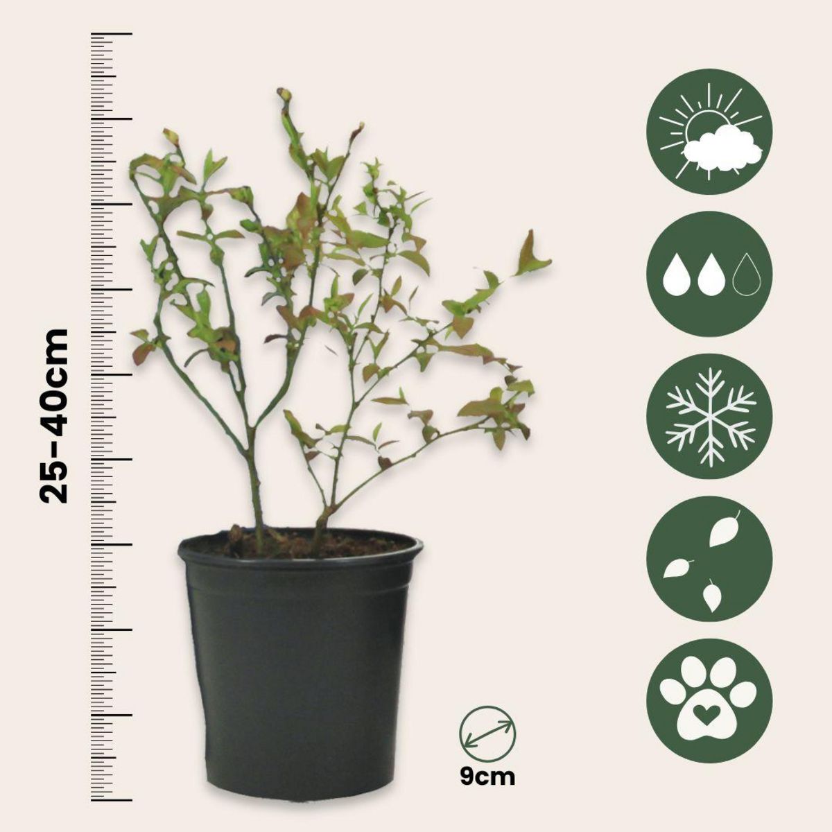 PLANT IN A BOX Myrtille - Set de 3 - Vaccinium corymbosum 'Sunshine Blue' - H25-40cm - ⌀9cm