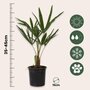Voir la diapositive 2 : PLANT IN A BOX Palmier de Chine - Set de 2 - Trachycarpus Fortunei - Hauteur 35-45cm - ⌀15cm