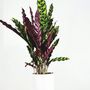 Voir la diapositive 5 : PLANT IN A BOX Calathée - Calathea 'Wavestar' - Hauteur 90cm - ⌀27cm