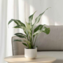 Voir la diapositive 4 : PLANT IN A BOX Fleur de lune - Spathiphyllum 'Diamond' - Hauteur 40-50cm - ⌀12cm