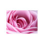 Voir la diapositive 2 : Paris Prix Papier Peint  Fleur Rose Rose III