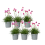 Voir la diapositive 1 : PLANT IN A BOX Oeillet des sables - Set de 6 - Armeria maritima 'Deep Rose' - H20-30cm - ⌀12cm