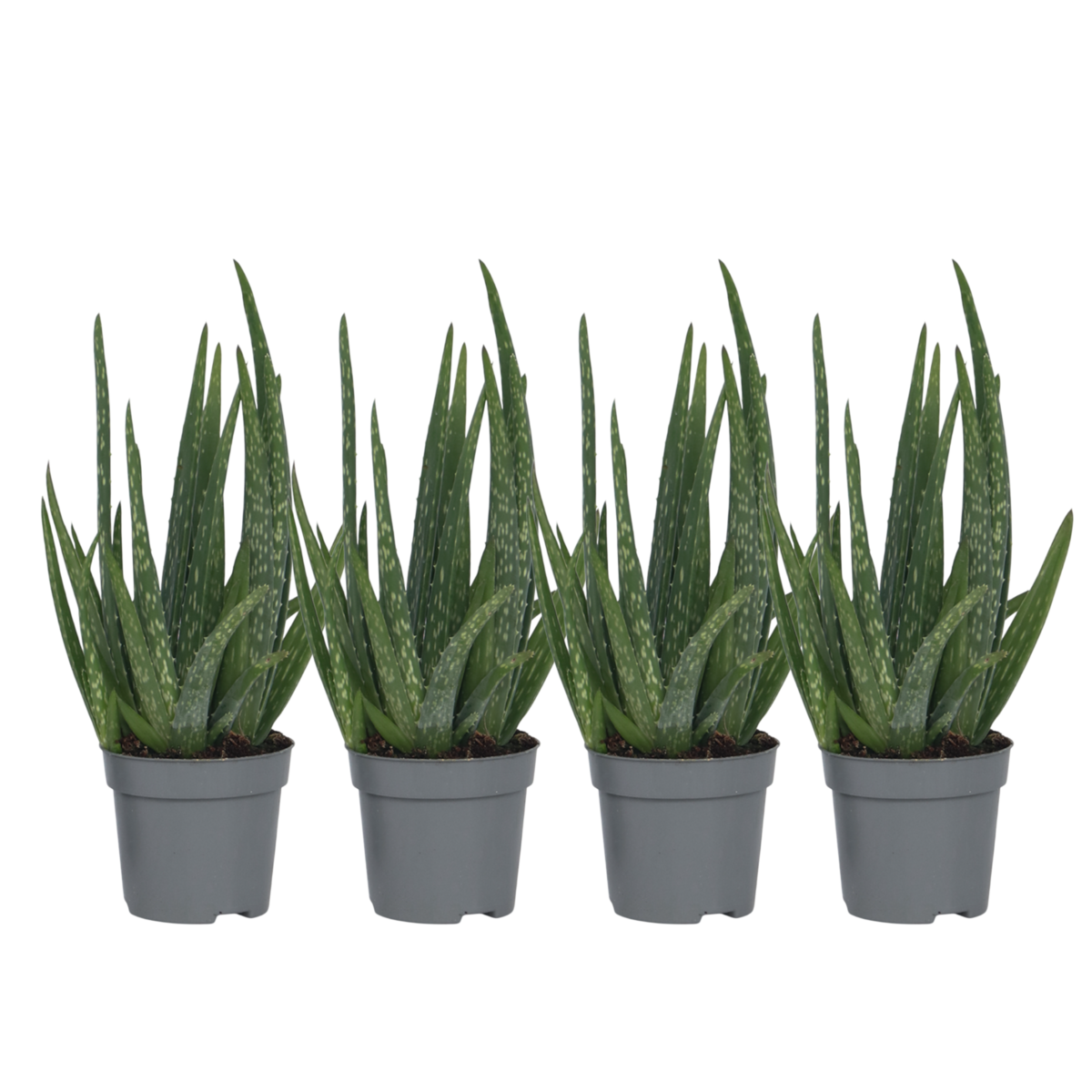 PLANT IN A BOX Aloe vera - Set de 4 - Aloe barbadensis - Hauteur 25-40cm - ⌀10,5cm
