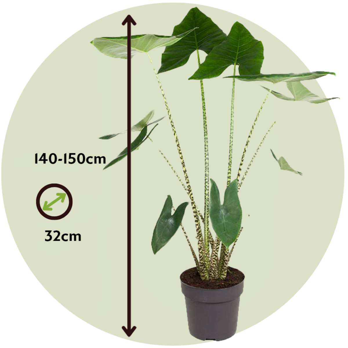PLANT IN A BOX Plante éléphant - Alocasia 'Zebrina' - Hauteur 140-150cm - ⌀32cm
