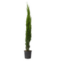 Voir la diapositive 1 : PLANT IN A BOX Cyprès toujours vert - Cupressus sempervirens - Hauteur 70-80cm - ⌀19cm