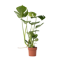 Voir la diapositive 1 : PLANT IN A BOX Plante à trous - Monstera deliciosa - Hauteur 50-60cm - ⌀17cm