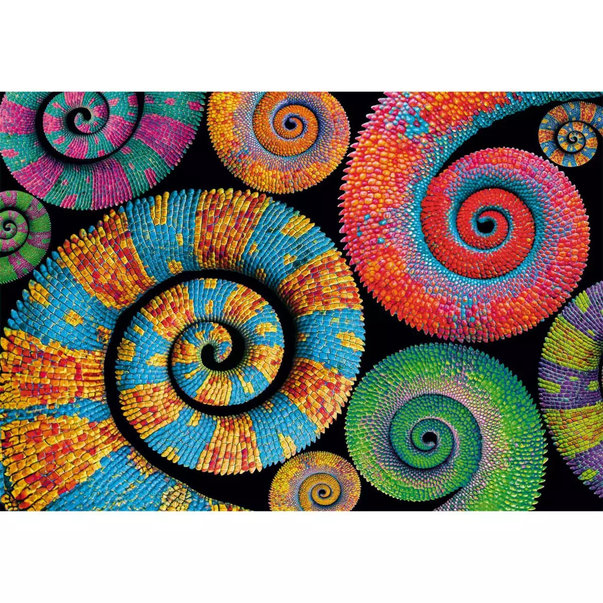 CLEMENTONI Puzzle 500 pièces : Colorboom Curly Tails