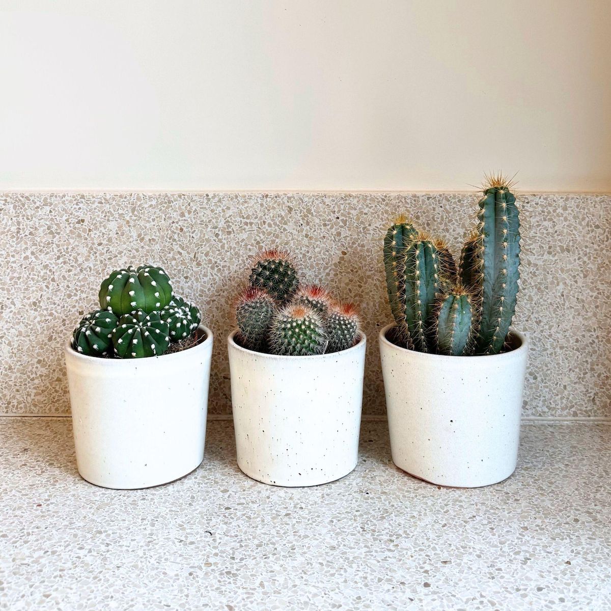 PLANT IN A BOX Mélange de cactus - Lot de 3 - Cactus - Hauteur 15-20cm - ⌀10,5cm