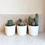 Voir la diapositive 4 : PLANT IN A BOX Mélange de cactus - Lot de 3 - Cactus - Hauteur 15-20cm - ⌀10,5cm
