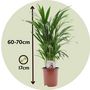 Voir la diapositive 2 : PLANT IN A BOX Palmier areca - Set de 2 - Dypsis lutescens - Hauteur 60-70cm - ⌀17cm